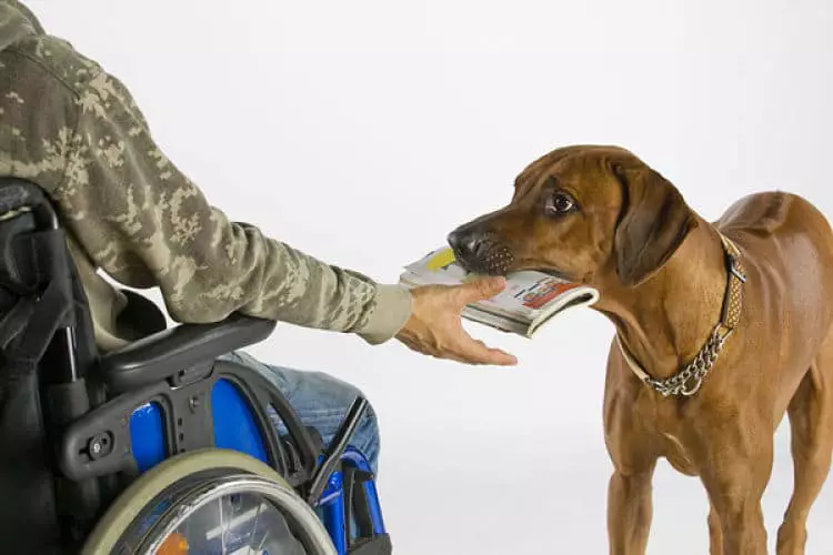 Los perros entrenados para asistir pueden hacer diversas actividades por sus dueños para facilitar su desempeño en la vida diaria