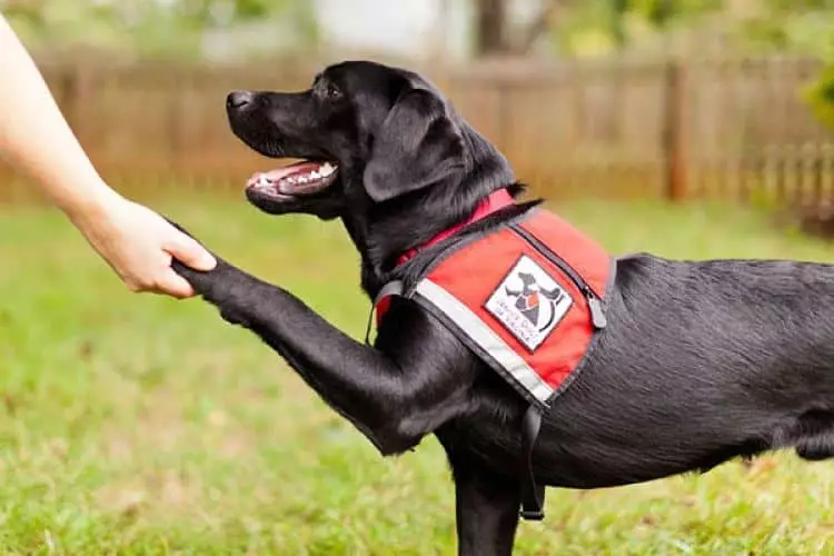 Los perros de servicio son una excelente opción para las personas con necesidades especiales