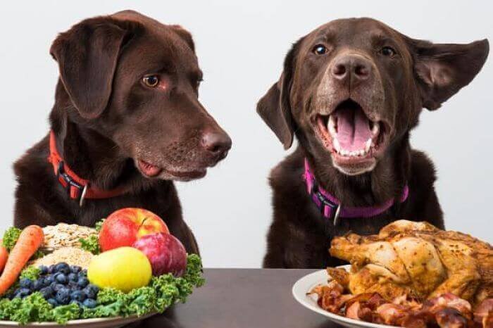 alimentos caseros para perros