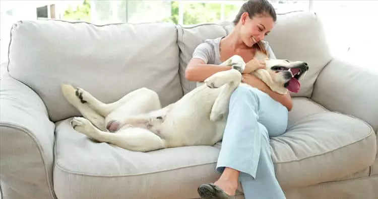 Apartamentos que admiten perros en España