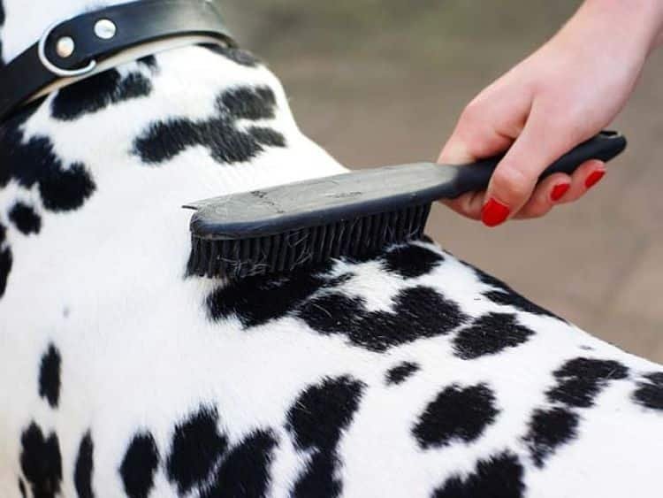 Un cepillo suave funciona bien para los perros de pelo corto