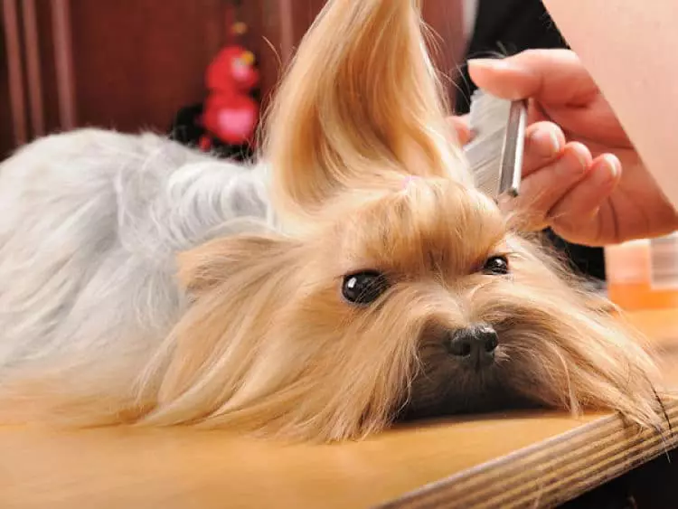 Los perros de pelo largo requieren más cuidado para mantener su pelaje