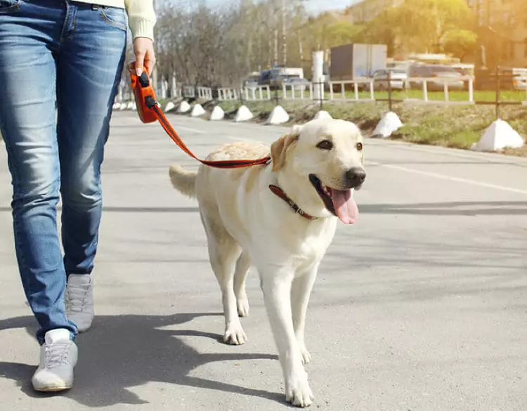 Cómo educar a tu perro adulto a usar una correa