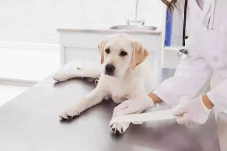 curar heridas a perros