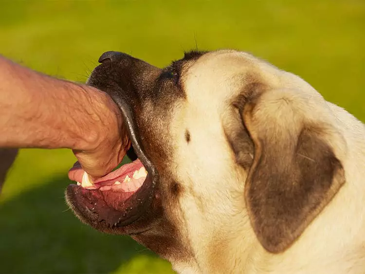 Hay cosas que podemos hacer para evitar una mordida de perro