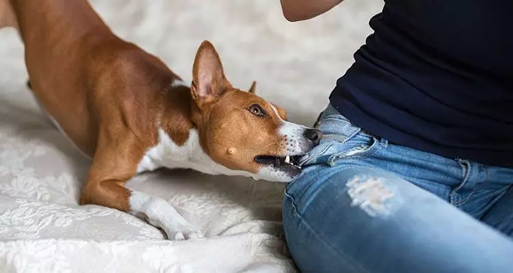 Aprende a curar una mordida de perro