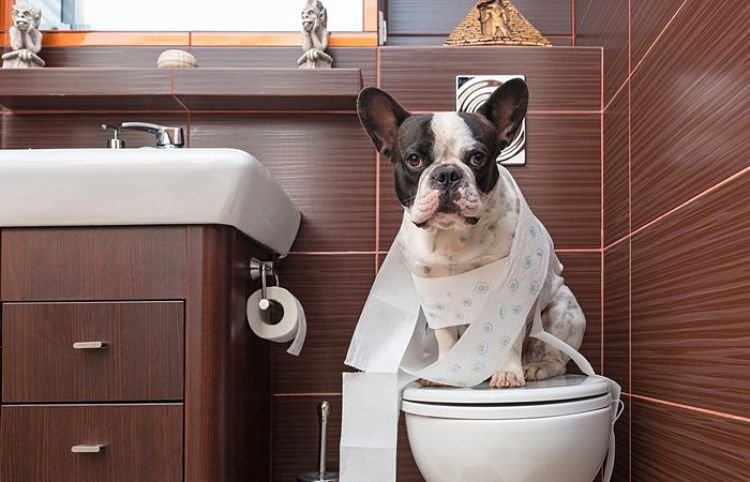 Hay ciertas cosas que podemos hacer para enseñar a nuestros cachorros a usar el baño