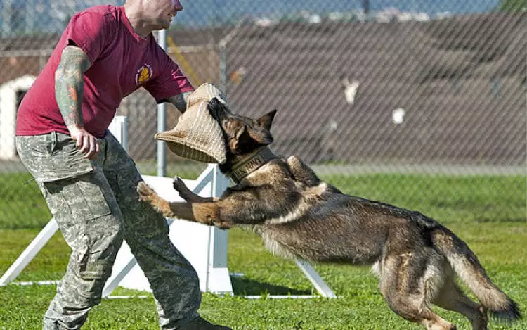 Pasos para entrenar a un perro para atacar