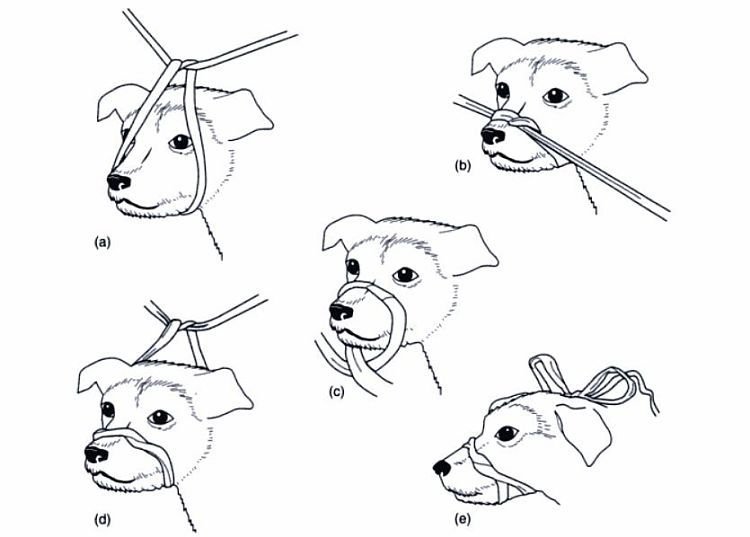 cómo hacer un bozal para perro