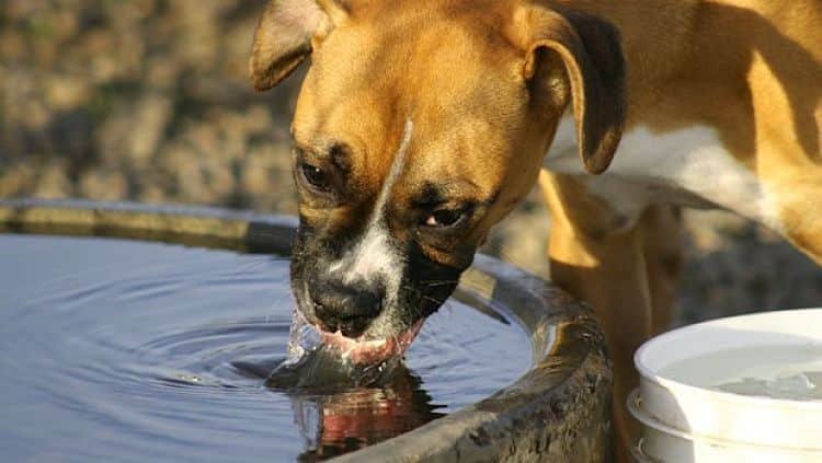 Aprende a saber si tu perro está deshidratado