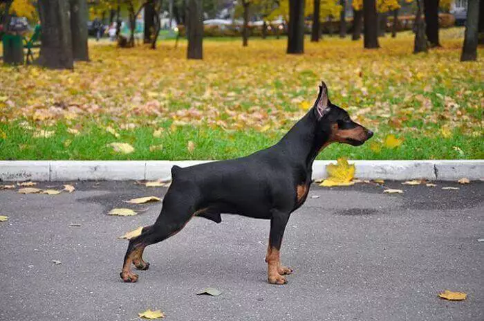 perro pinscher miniatura