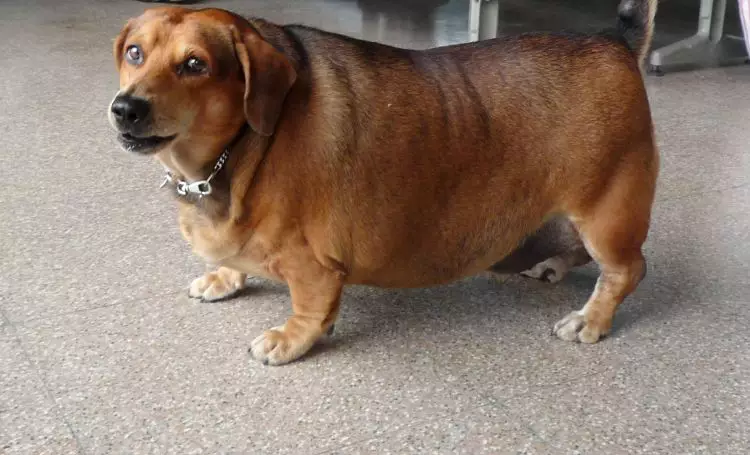 perros con diabetes