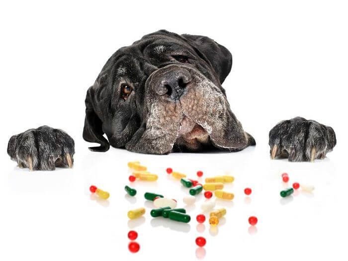 las vitaminas para perros