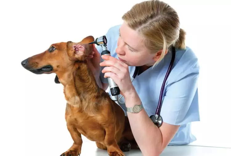 Otitis-Canina-2