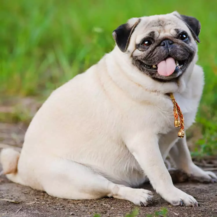 Qué es la obesidad canina