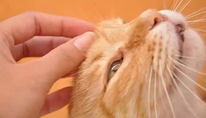 gatos con caspa 