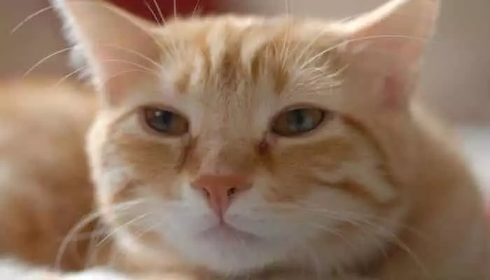 caspa en gatos