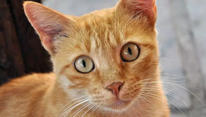 parásitos en gatos
