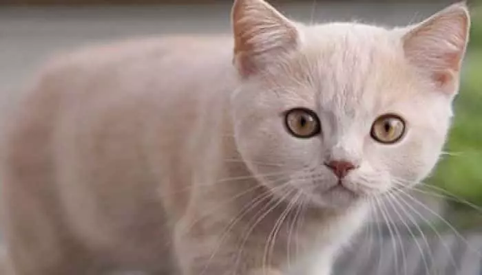 parásitos en gatos