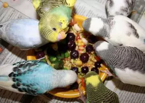 que-alimentos-comen-los-periquitos-australianos-4