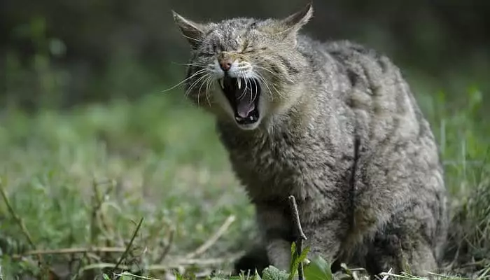 causas del porque bufan los gatos