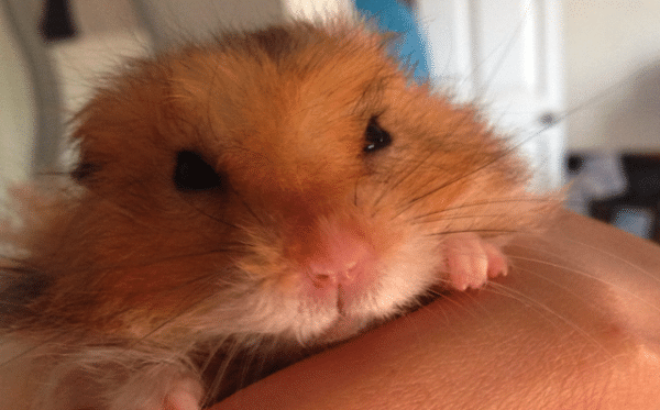 enfermedades-de-los-hamsters-3
