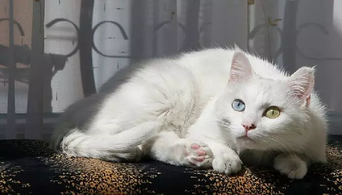 los gatos con heterocromía 