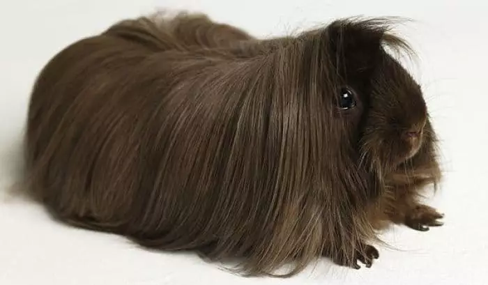 cobayas-de-pelo-largo-1