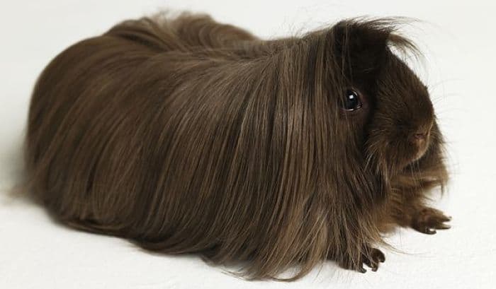 Cobayas De Pelo Largo Razas Y Cuidados Que Debes Saber 