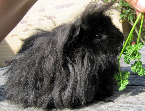 Cobayas De Pelo Largo Razas Y Cuidados Que Debes Saber 
