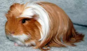 cobayas-de-pelo-largo-5