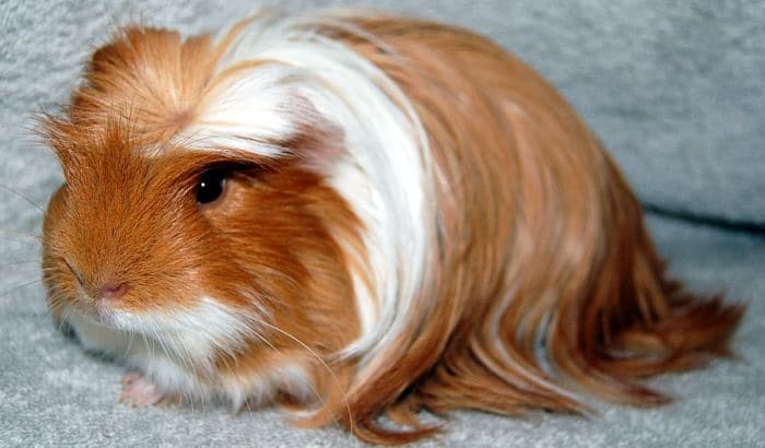 Cobayas De Pelo Largo Razas Y Cuidados Que Debes Saber 