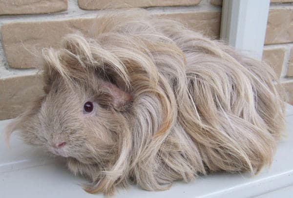 Cobayas De Pelo Largo Razas Y Cuidados Que Debes Saber 