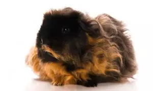 cobayas-de-pelo-largo-7