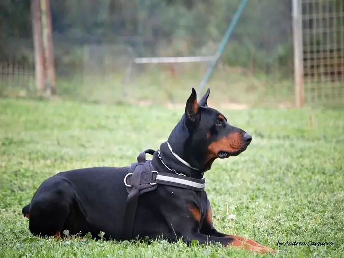 Pasos para educar a un doberman