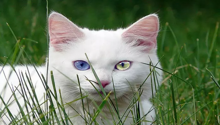La heterocromía en gatos 