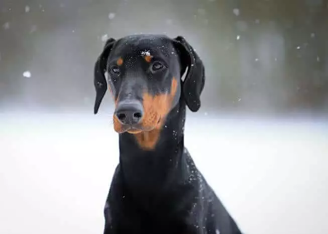 Lo que debes saber antes de adquirir un Doberman