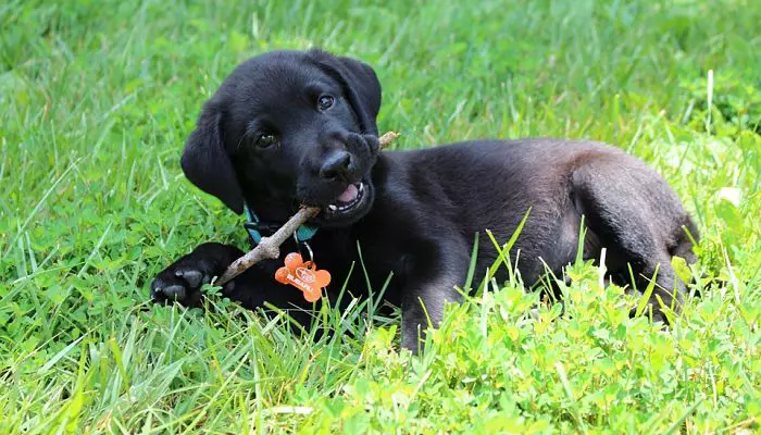 Labrador Retriever