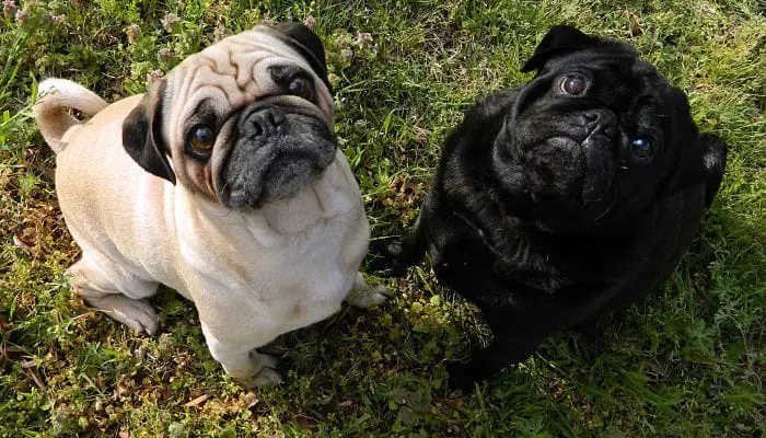 raza de perros carlino