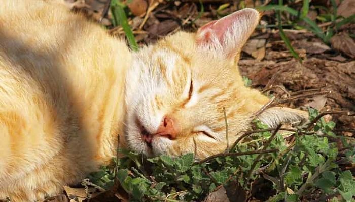 heno personal moco La “Hierba Gatera”: Beneficios De Esta Planta Para Los Gatos