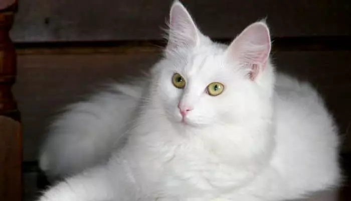 razas de gatos angora