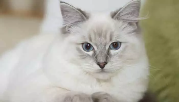 razas de gatos ragdoll