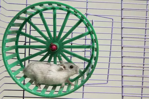 juguetes-para-hamsters-1