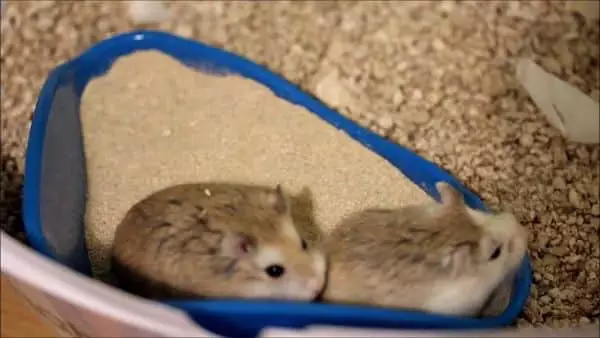 juguetes-para-hamsters-8
