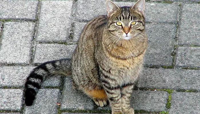 gato domestico méxico