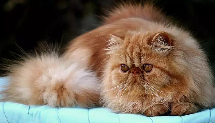 gatos persas razas cariñosa