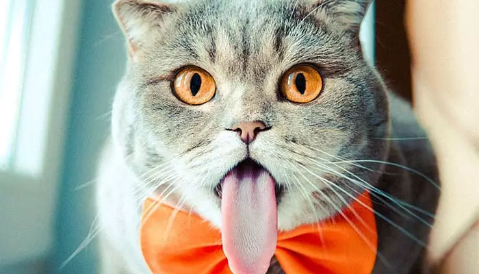 la lengua de los gatos