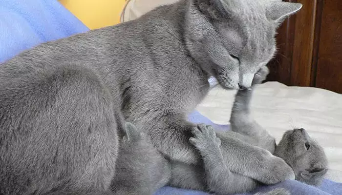 raza de gatos grises korat