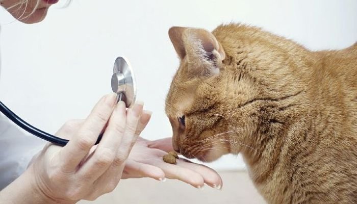 la visita periódica al veterinario puede salvar la vida de tu mascota 