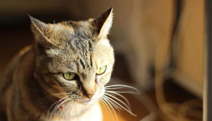 enfermedades oculares en gatos